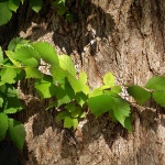 murva1 copymal