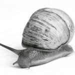 bw___Speedy___