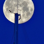 punmisecjarbolivert2mal