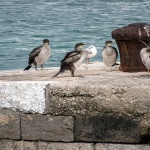 karofulinpticurine2mal