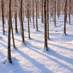 risnjaksumastablasjenesnig1mal