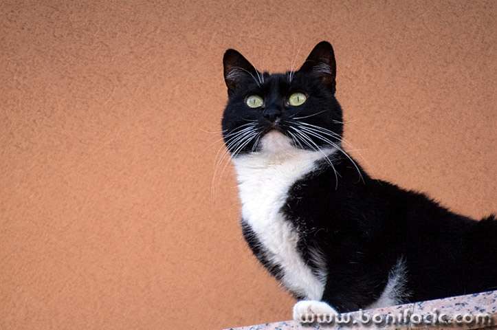 betmenmackakornic2mal