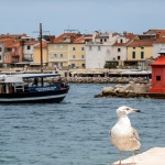 galebpiran2mal