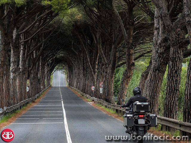 strunjandrvoredmoto1mal