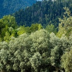 bovec18mal