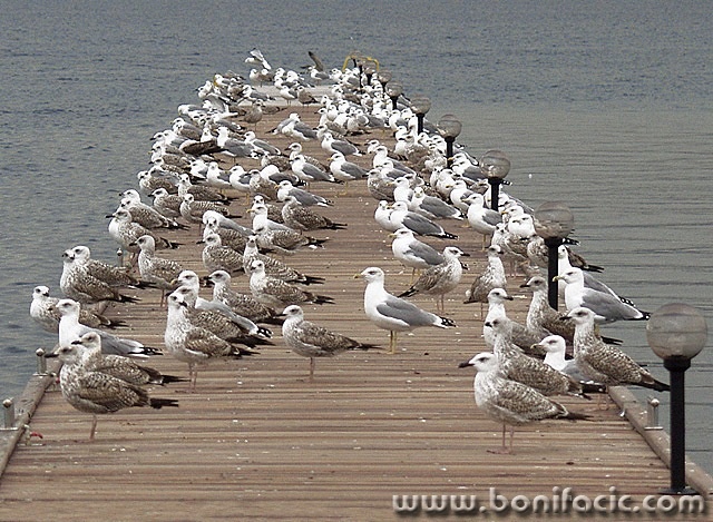 animals___Standby___Punat, Croatia.