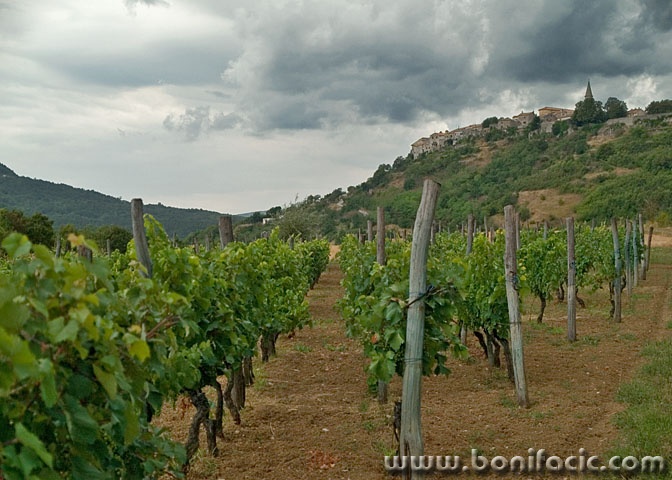 travel___Vineyard City___Buzet, Croatia.