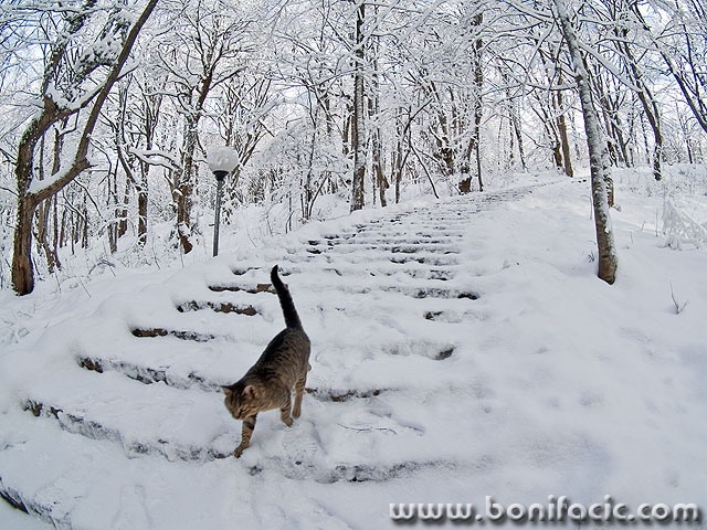 polar cat