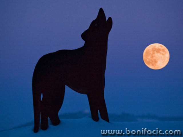 animals___Lunatic___Josipdol, Croatia.