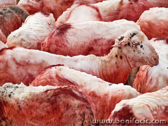 animals___One Head___Cres, Croatia.