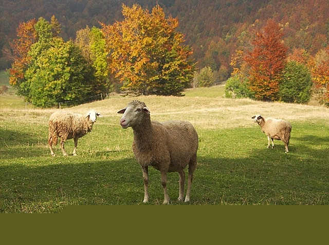 animals___Curious Sheeps___Begovo Razdolje, Croatia.