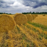 nature___Bales Online___Buje, Croatia.
