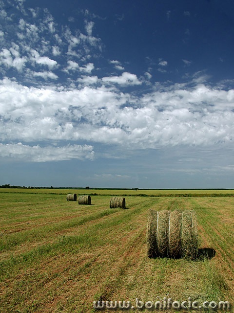 nature___Bales___Baranja, Croatia.