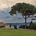 nature___Big Tree___Glavotok, Croatia.