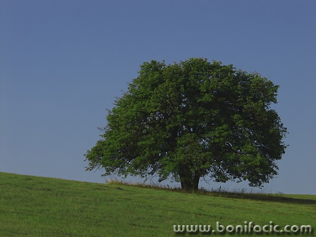 nature___Big Boss___Brinje, Croatia.