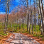 nature___Boscage___National Park Risnjak, Croatia.