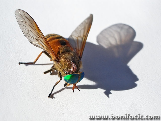 macro___Flying Fish___Punat, Croatia.