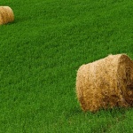 nature___Carpet___Groznjan, Croatia.