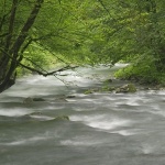 nature___Curak___Zeleni Vir, Croatia.