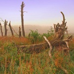 nature___Death Trees___Gorski Kotar, Croatia.