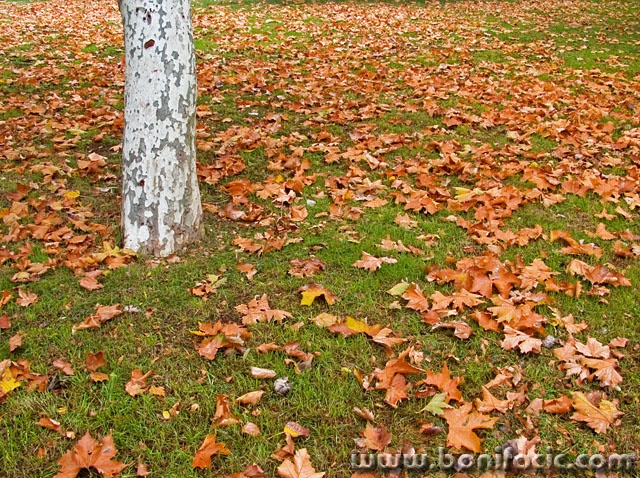 nature___Epilepsy___Punat, Croatia.