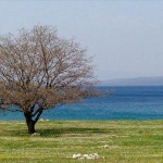 nature___Flag Of Nature___Punat, Croatia.