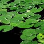 nature___Frogs Terrace___National Park Krka, Croatia.