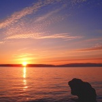 nature___Girasole___Punat, Croatia.