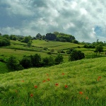 nature___Green Grass Of Home___Venac Mreznicki, Croatia.