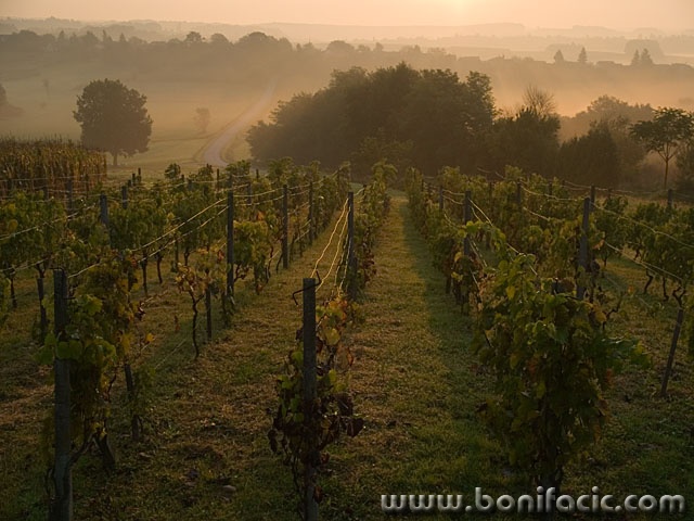 nature___Gorice___Visnjevac, Croatia.