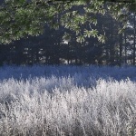 nature___Hoarfrost___Ogulin, Croatia.