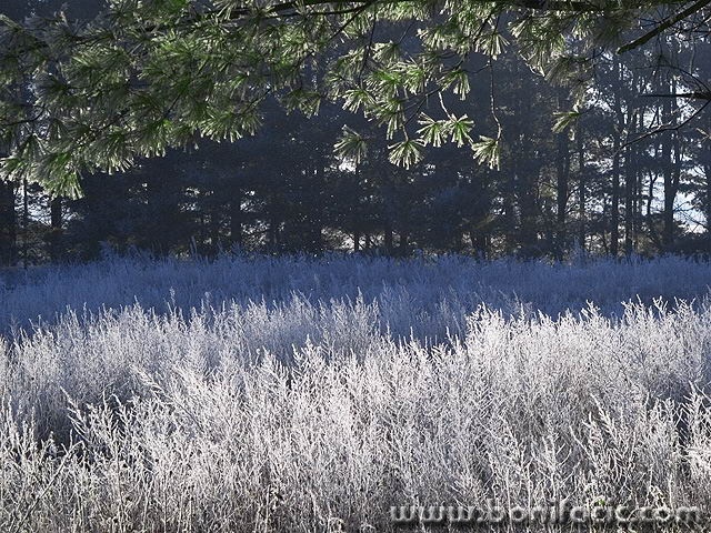 nature___Hoarfrost___Ogulin, Croatia.