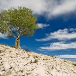 nature___Just A 3___Predoscica, Croatia.