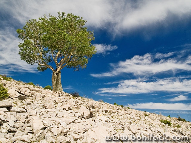 nature___Just A 3___Predoscica, Croatia.