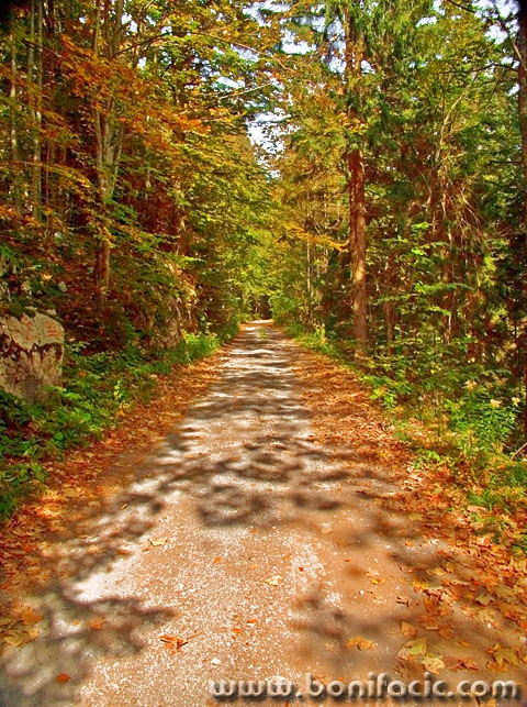 nature___Light Shadows___Bjelolasica, Croatia.