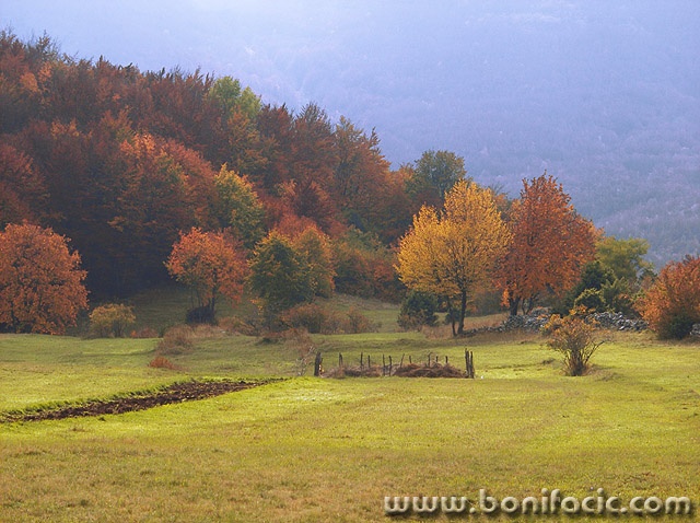 nature___Magical Wood___National Park Northern Velebit, Croatia.