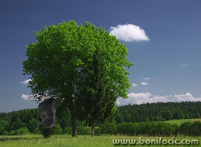 nature___Memorial Tree___Slovenia.