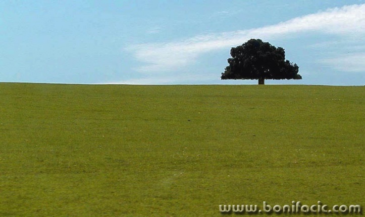 nature___Observer___Brijuni, Croatia.