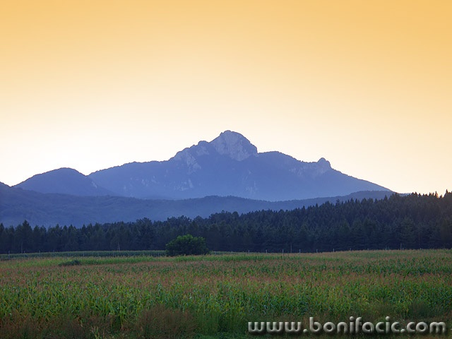 nature___Olympic Gold___Ostarije, Croatia.