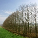 nature___Online Trees___Slovenia.