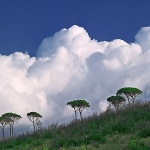 nature___Pines___Nature Park Prevlaka, Croatia.