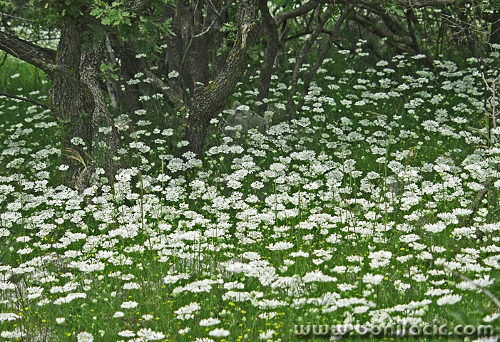 nature___Place To Hide___Josipdol, Croatia.