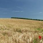 nature___Poppy___Baranja, Croatia.