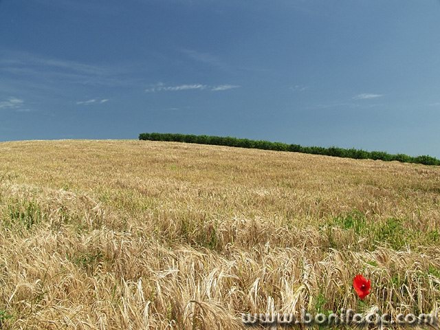 nature___Poppy___Baranja, Croatia.