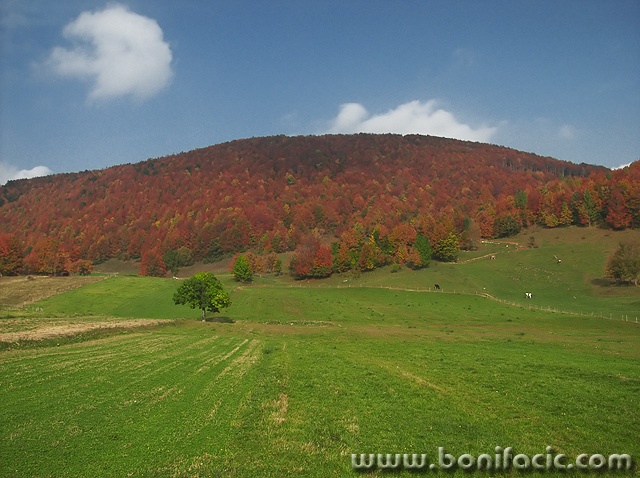 nature___Red Wood___Begovo Razdolje, Croatia.