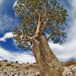 nature___Slopewise Tree___Vodice, Croatia.