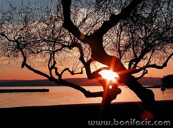 nature___Star___Punat, Croatia.