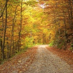 nature___Through The Wood___Bjelolasica, Croatia.