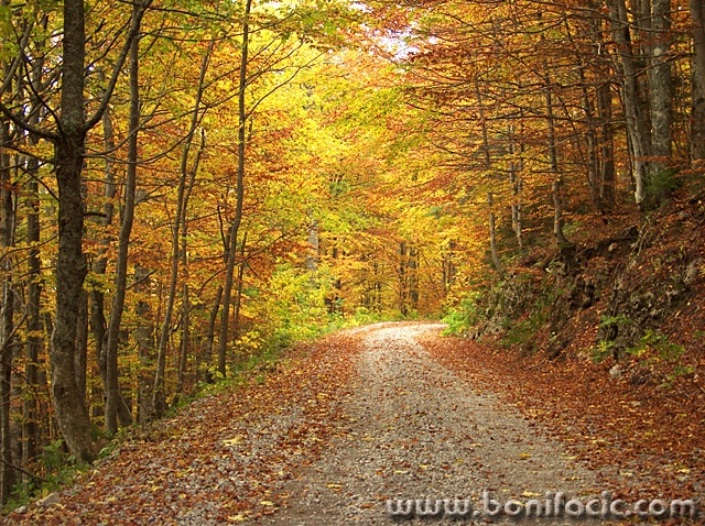nature___Through The Wood___Bjelolasica, Croatia.