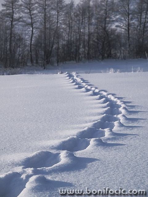 nature___Trace___Gomirje, Croatia.